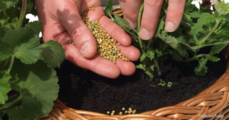 Incorporate slow-release granular fertilizer at planting