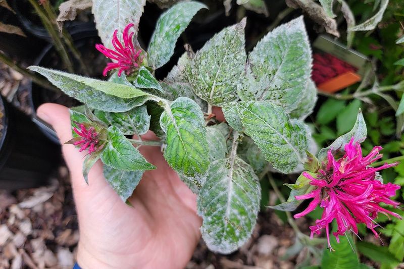 Bee Balm