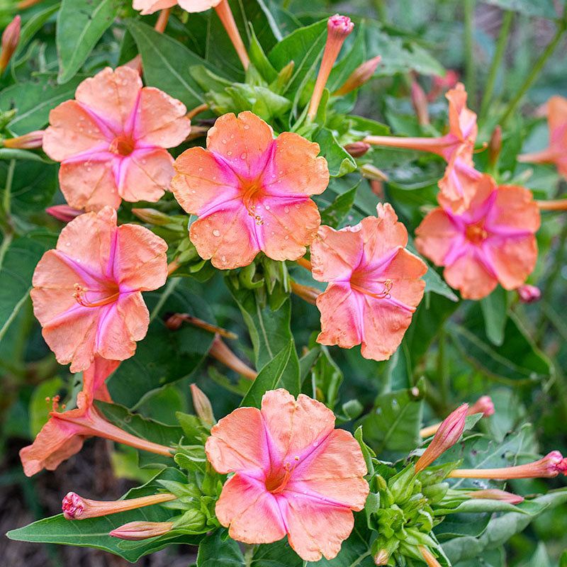 Four O'Clock (Mirabilis jalapa)