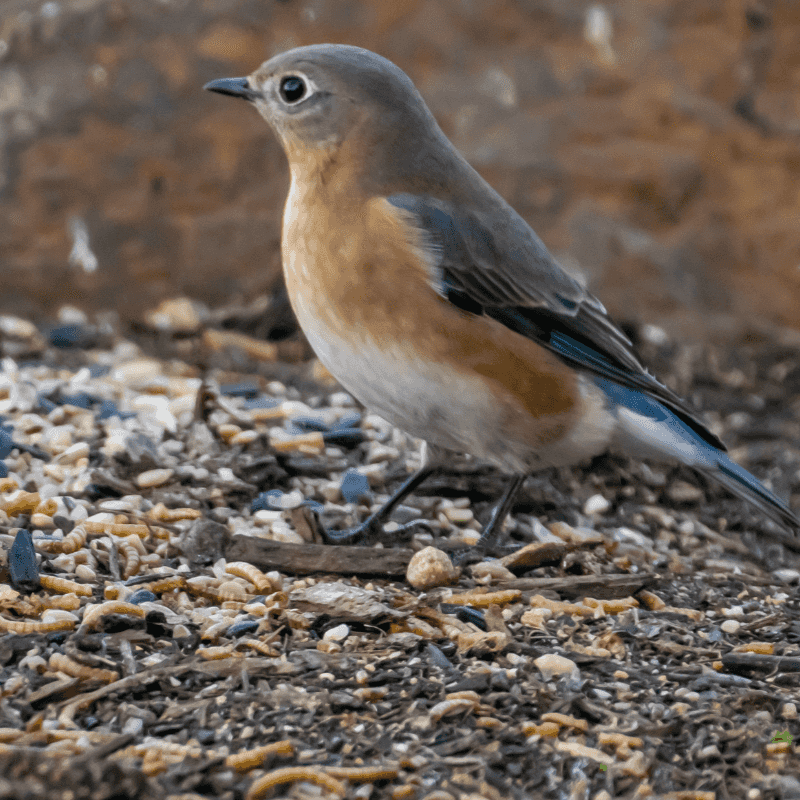 Reset the feeding area while the feeders are down