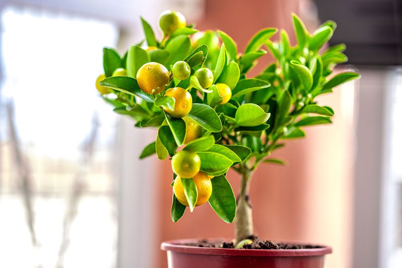 Citrus Trees