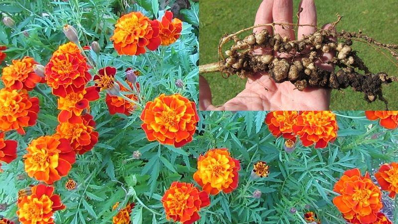 Protects Against Root-Knot Nematodes