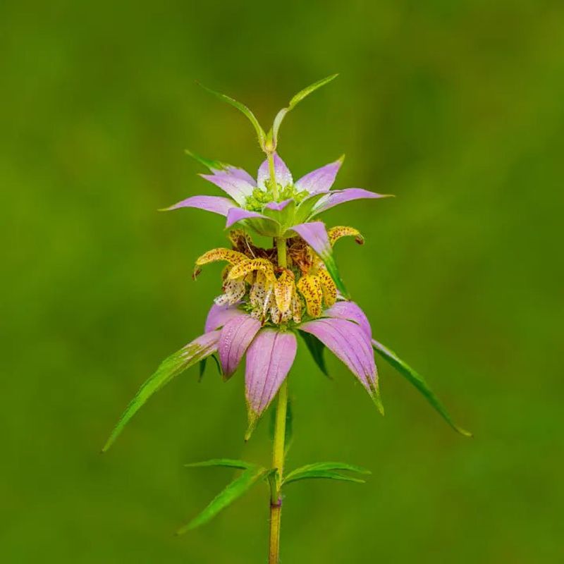 Use spotted beebalm as a seasonal relay