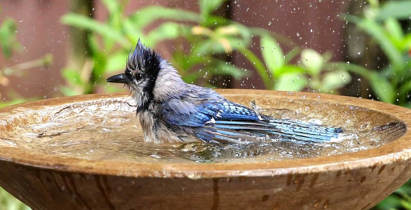 Keep Fresh Water Available