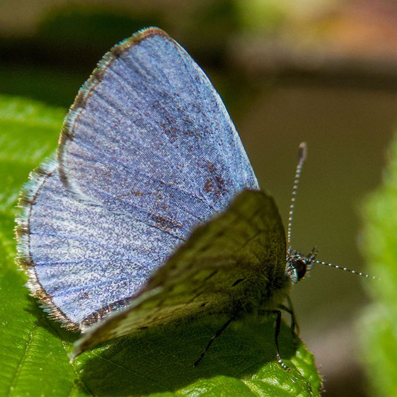 Spring Azure