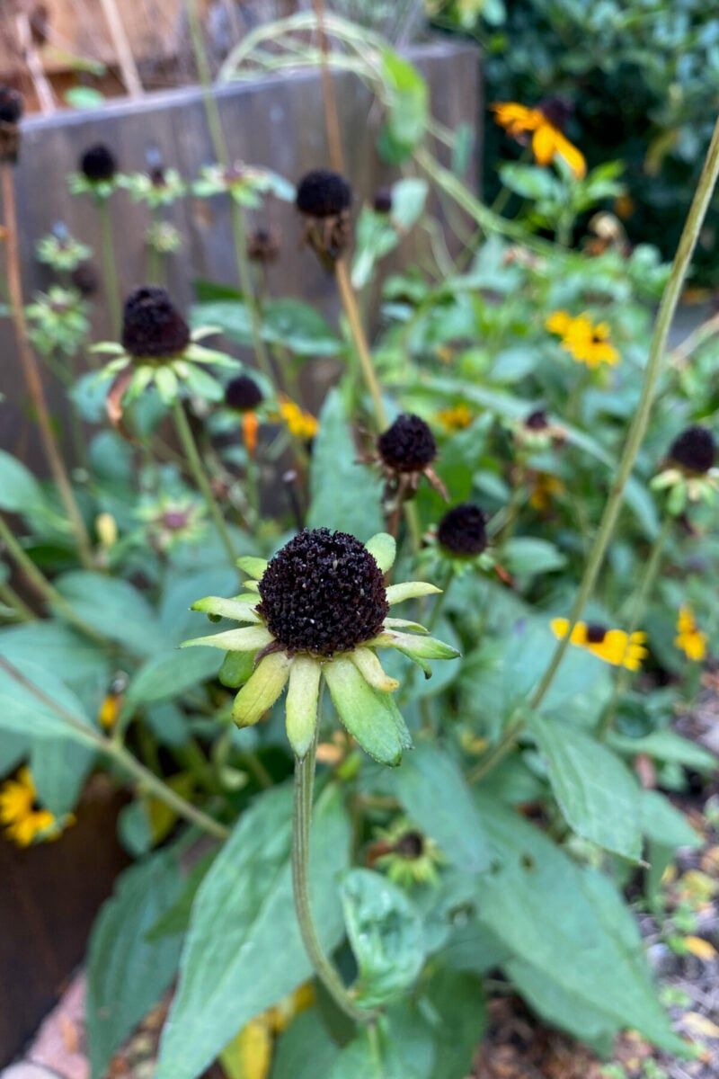 Black-Eyed Susan (Rudbeckia)