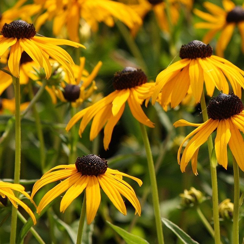 Check for stress or disease before blaming missed deadheading