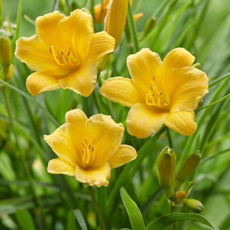 Daylily 'Stella de Oro'