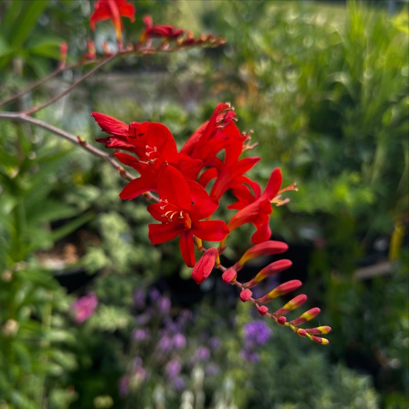 Crocosmia (Crocosmia Lucifer)