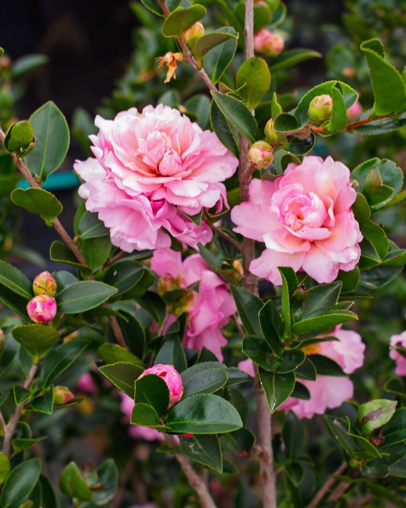 Camellia