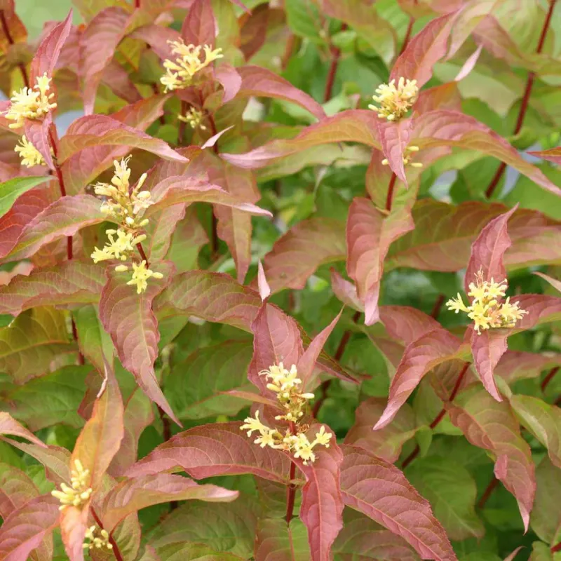 Diervilla (Bush Honeysuckle)