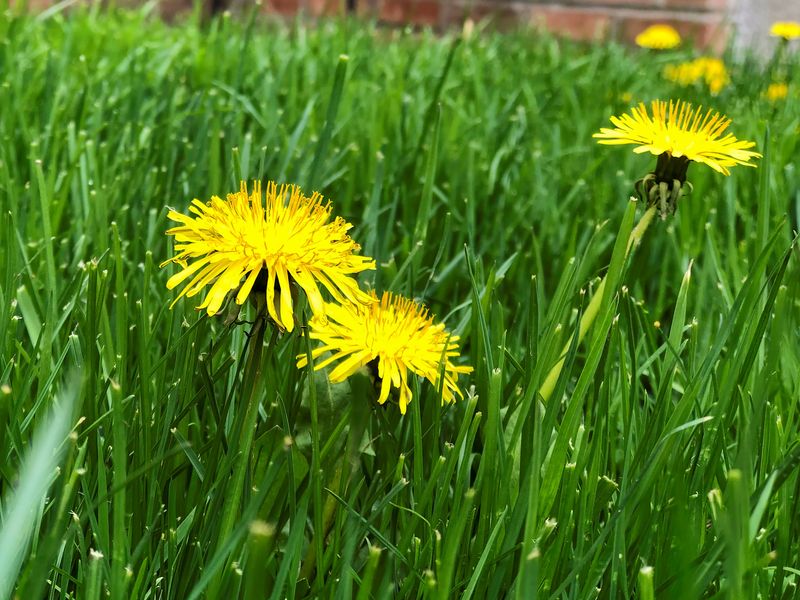 Dandelion (Taraxacum officinale)