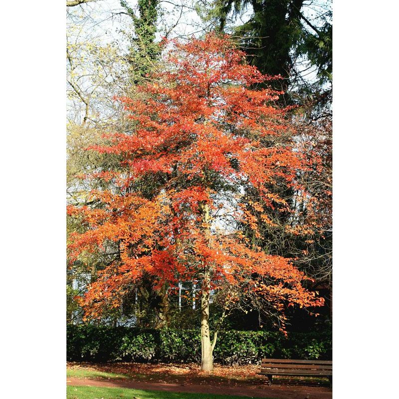 Use black gum as one layer of a native planting