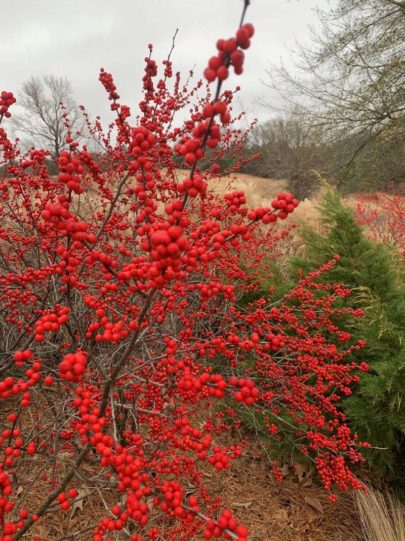Winterberry Holly (Ilex verticillata)