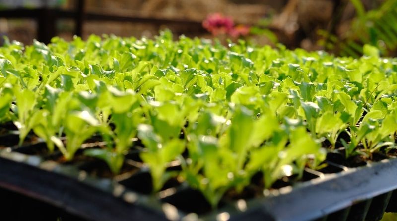Count backward and raise sturdy transplants