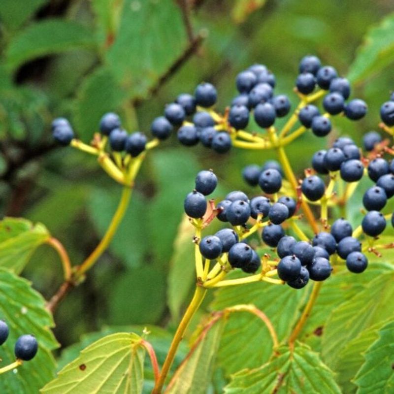 Arrowwood Viburnum