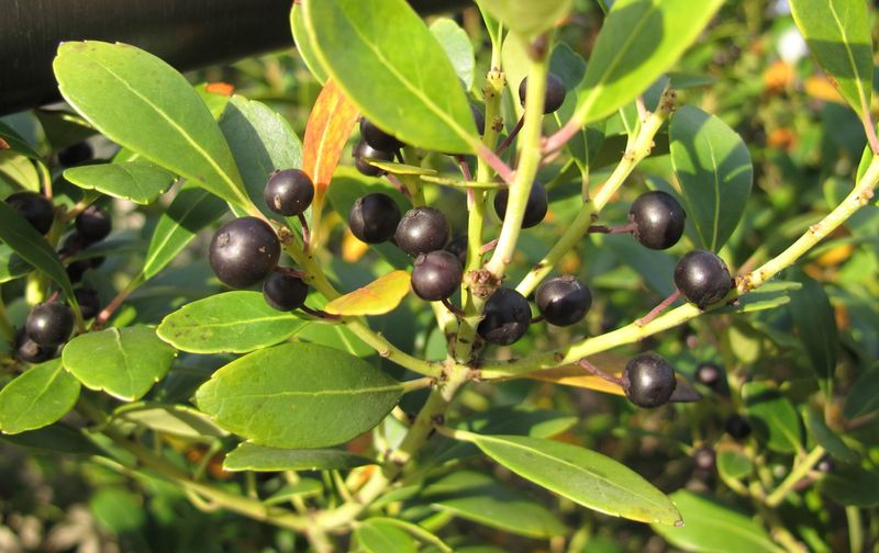 Inkberry (Ilex glabra)