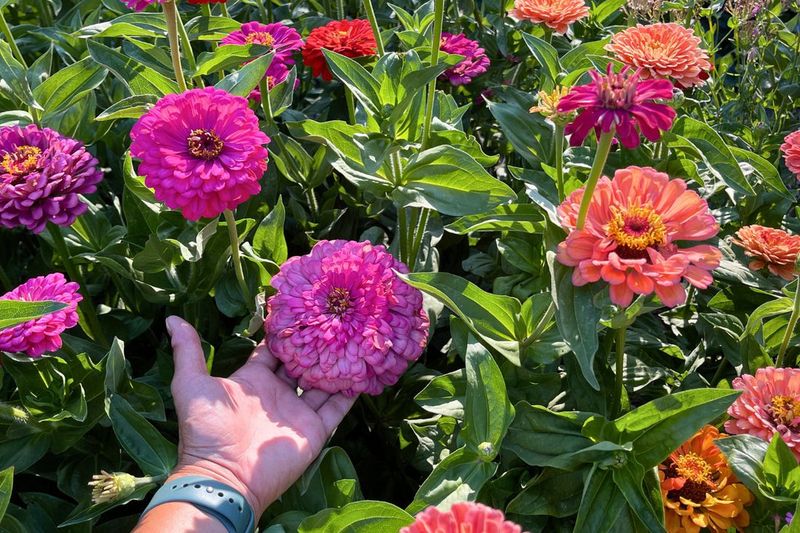 Zinnias