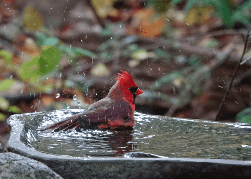 A Ground-Level Water Source
