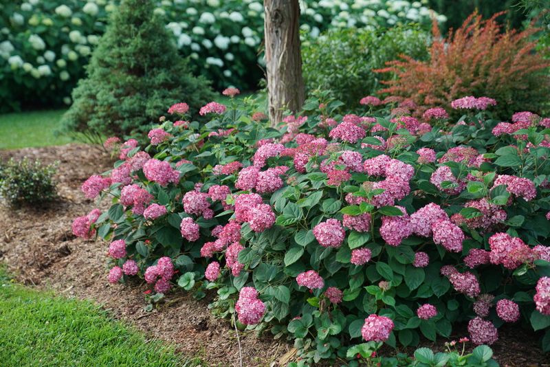 Prune old-wood hydrangeas soon after bloom only if needed