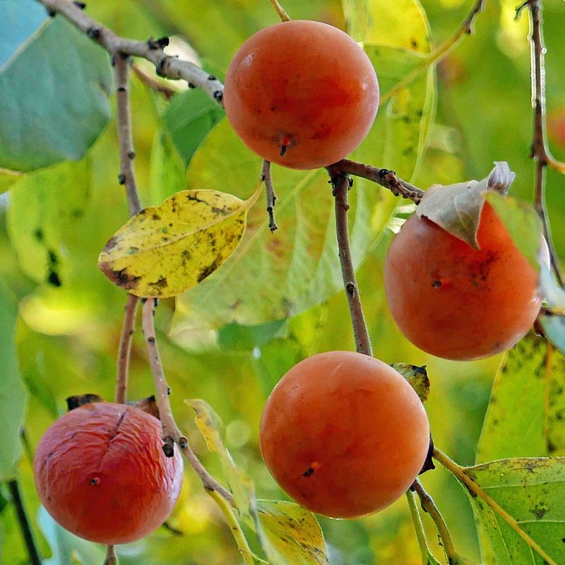 What Ripens—and When?