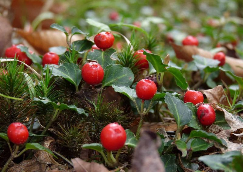 Use partridgeberry where patience fits the landscape
