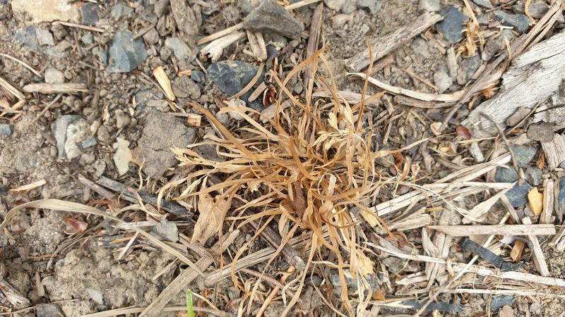 Brown foliage can hide a living root