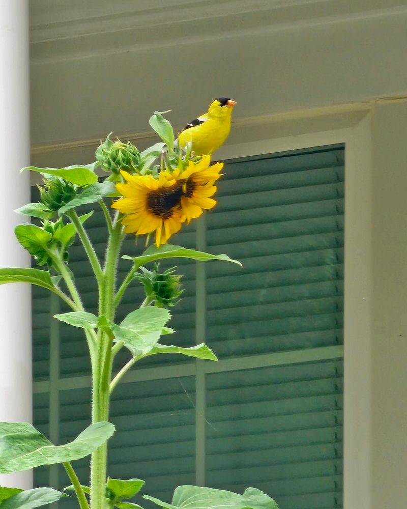 Native Sunflowers (Helianthus species)