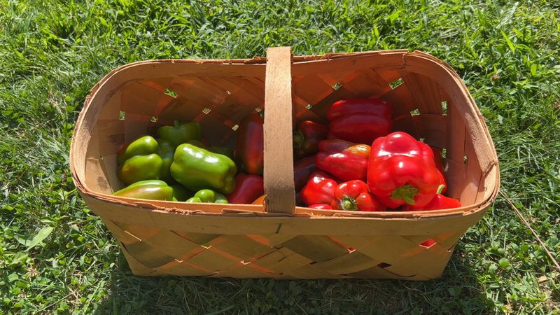 Harvest Ripe Peppers Often to Trigger New Fruit