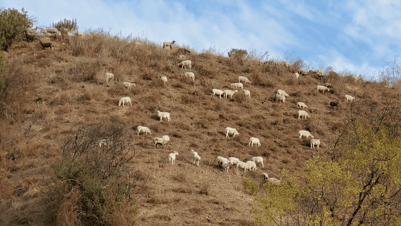 Why goats can reach brush that challenges machinery