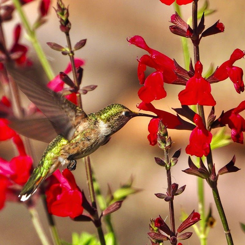 Salvia (Salvia species)