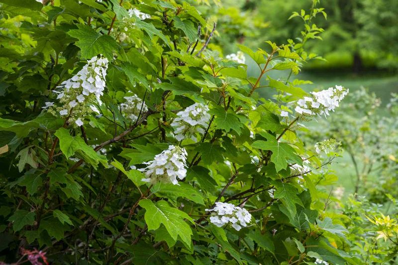 The hydrangea’s type determines when pruning can cost flowers