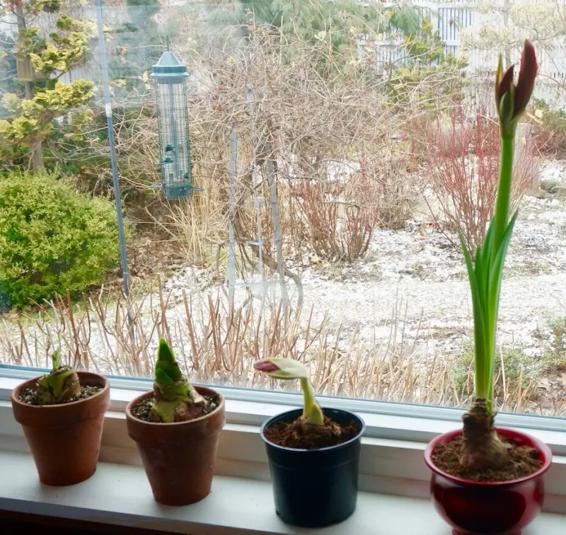 A bulb that has already rested has a different holiday outlook
