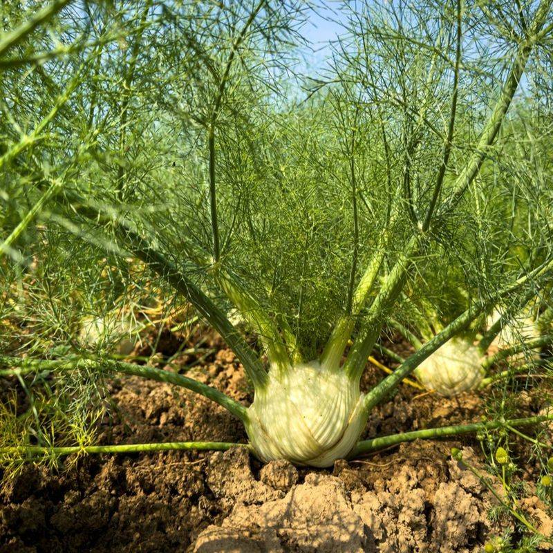 Fennel