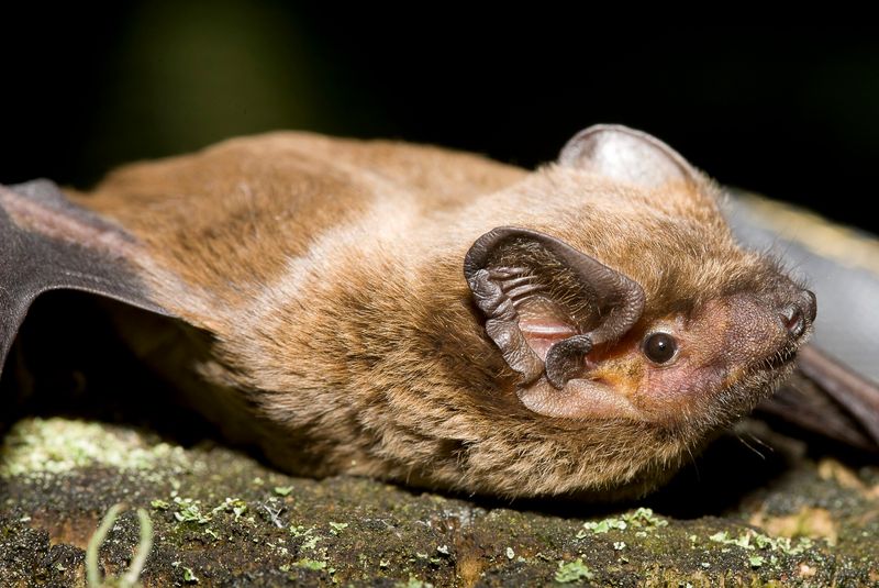What mosquito DNA in guano can—and cannot—tell us