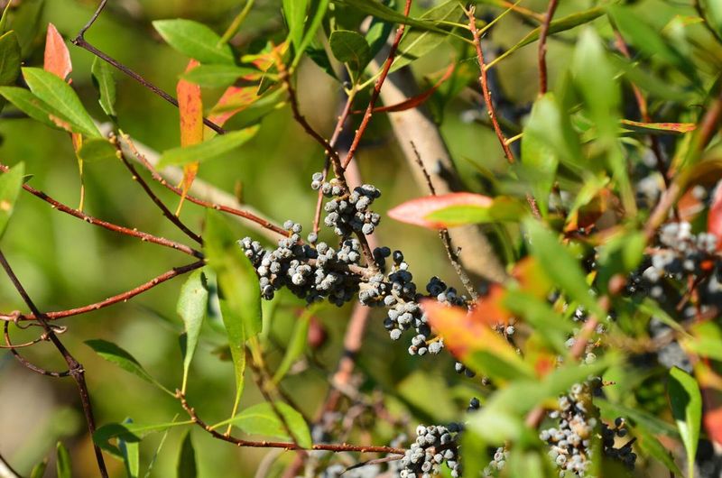 Wax Myrtle