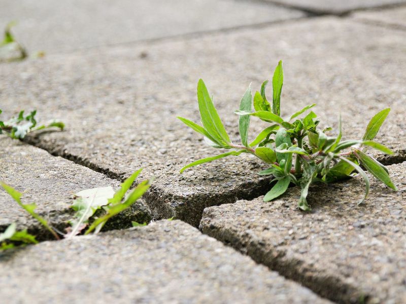 What collects in the joints—and where weeds can come from