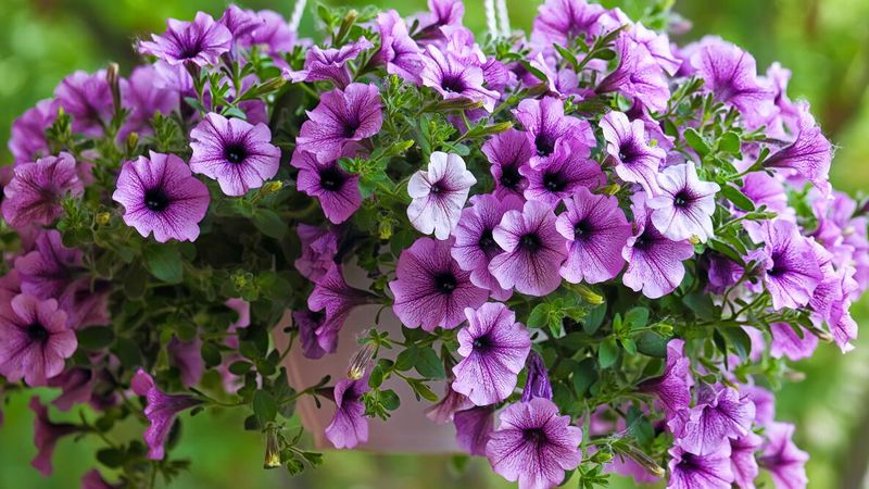 Petunia