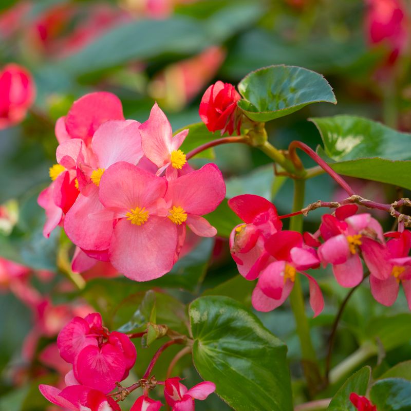 Begonia