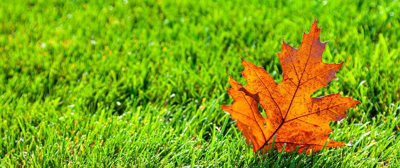 Use fall timing only for suitable cool-season grass