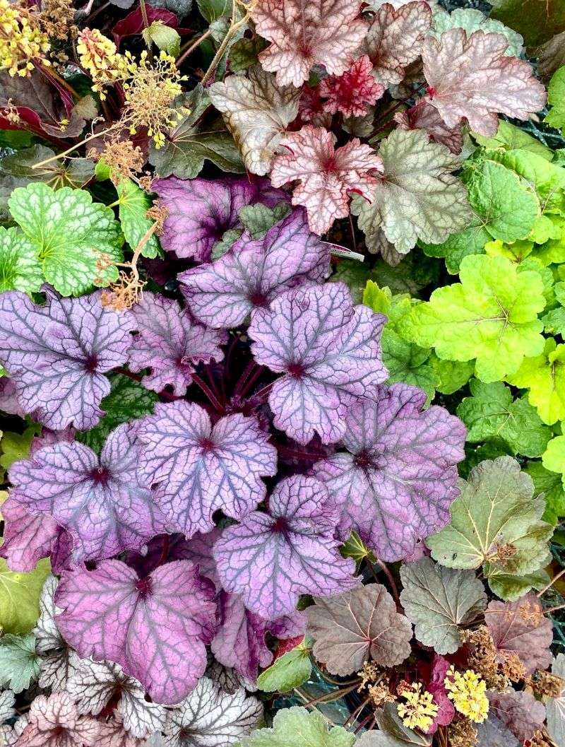 Coral Bells (Heuchera)