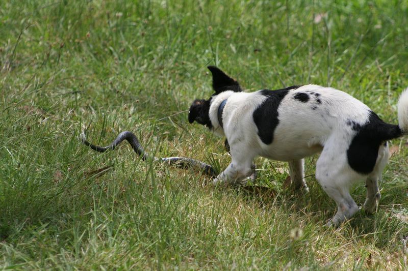 Pets Acting Strange