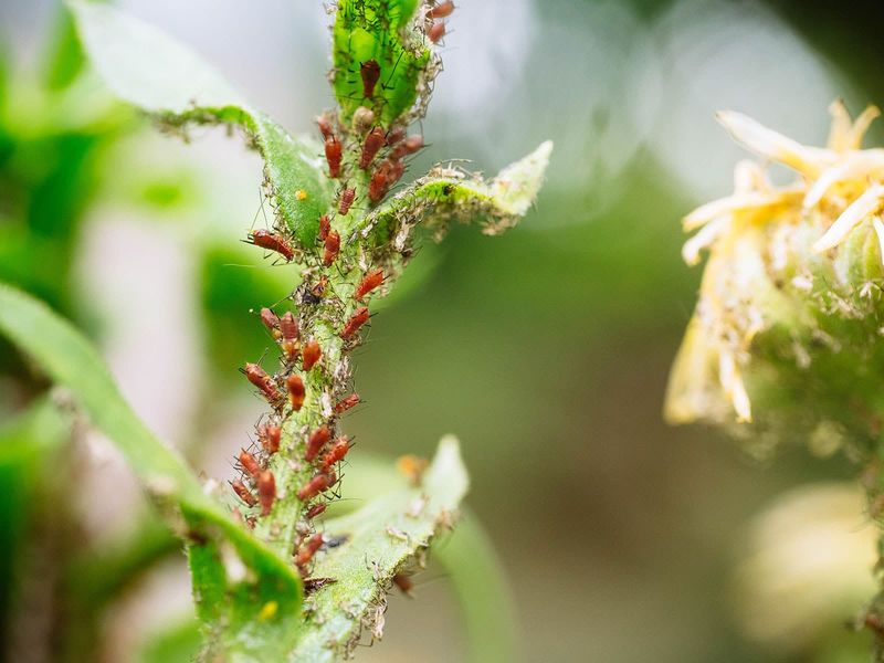 A Natural Aphid Trap to Protect Your Plants