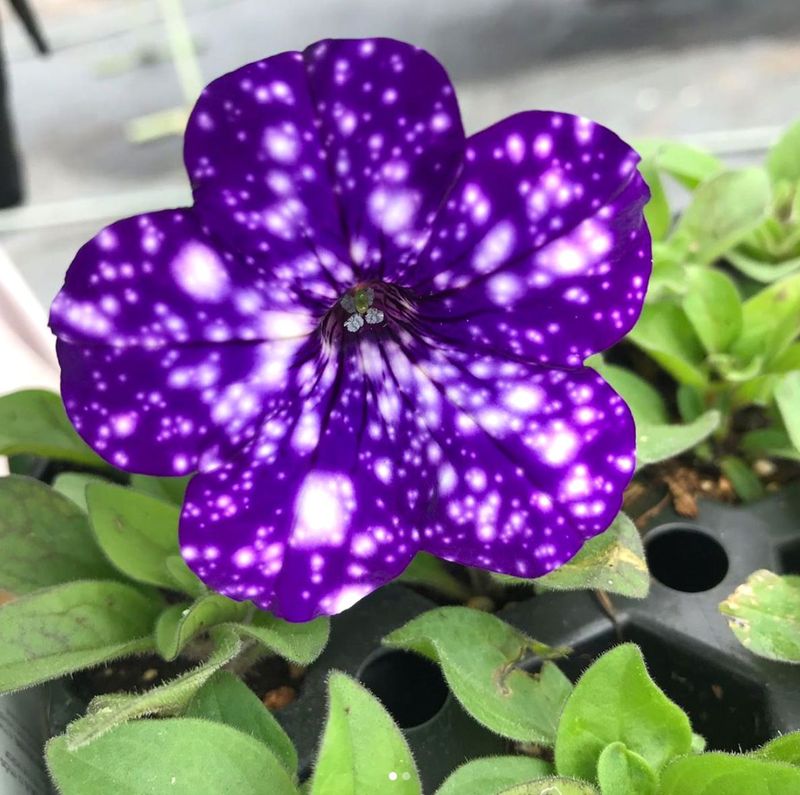 Night Sky Petunia