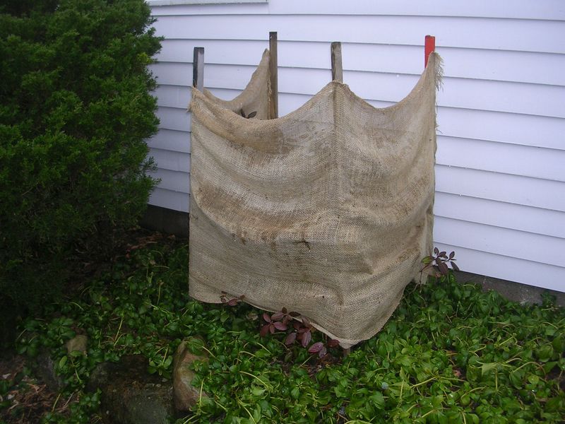 Add Winter Protection in Cold, Windy Spots