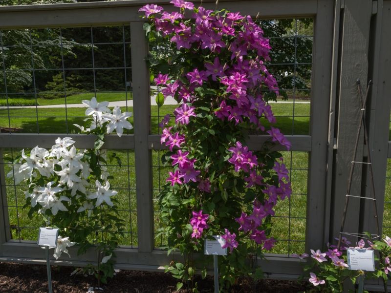 Identify the pruning group before choosing a time