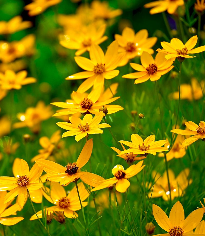 Coreopsis (Tickseed)