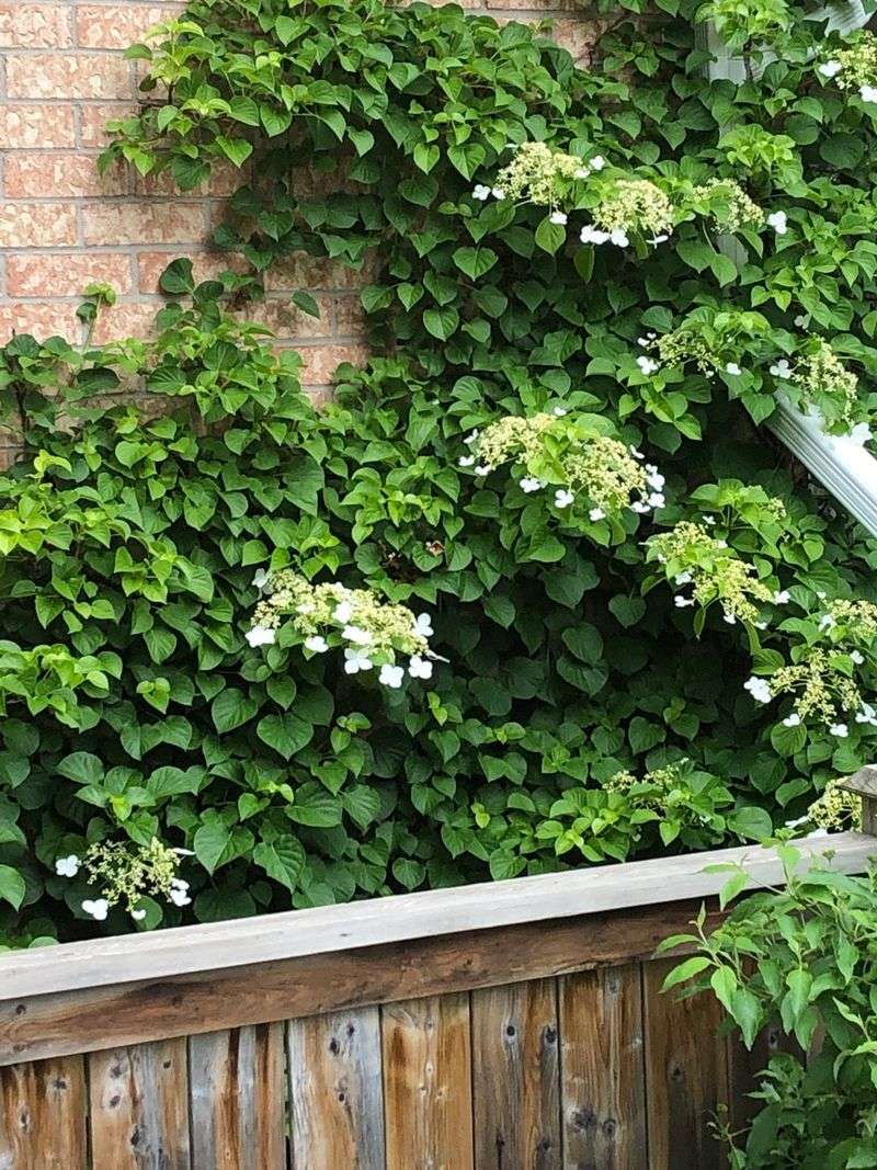 Check whether the hydrangea grows as a climbing vine