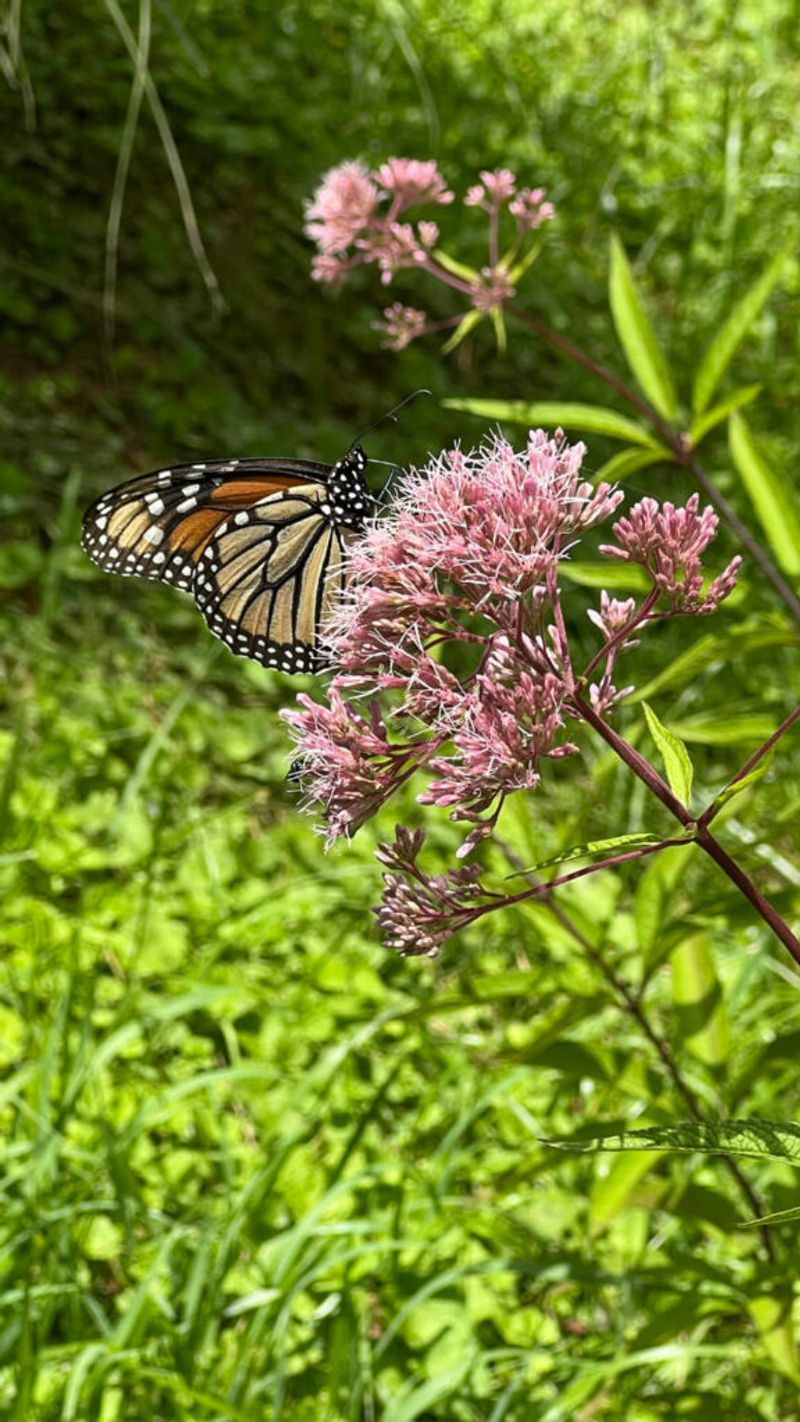 One tree cannot cover the entire pollinator season