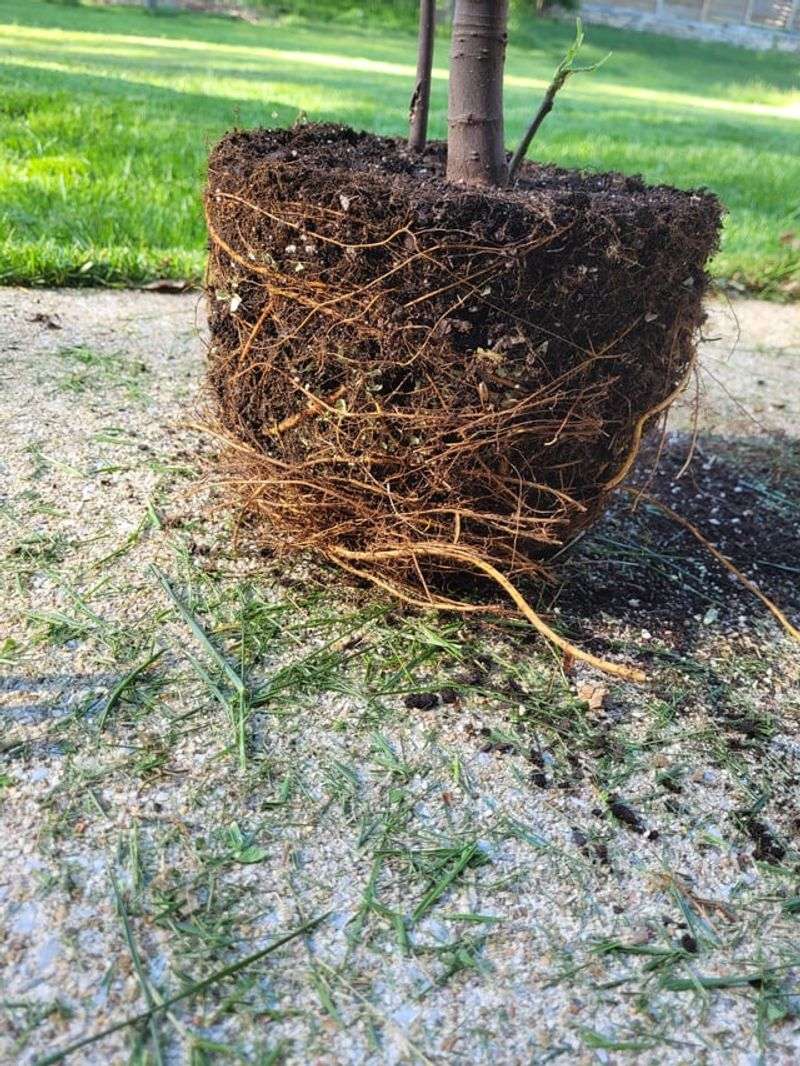 A Tightly Circling, Root-Bound Root Ball